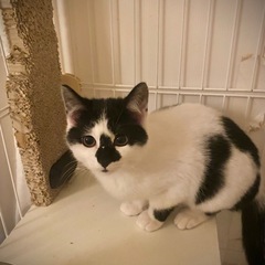 花🌸お鼻の模様がチャームポイントのまつ子ちゃん♀4ヶ月 - 猫