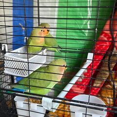 コザクラインコ - 厚木市