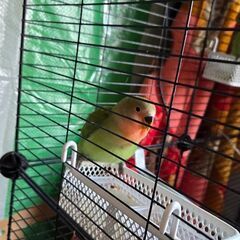 コザクラインコ − 神奈川県