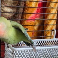 コザクラインコ - その他
