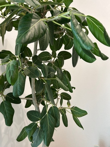 フィカスベンガレンシス 床から165cm程 人気のフィカス