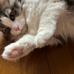 ハンデあり、ノルウェージャン、説明読んでください