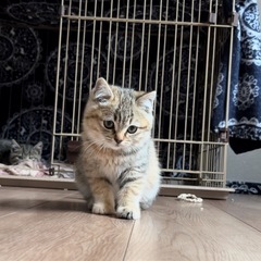 トライアル中　もみじちゃん🐱三毛猫パステル - 熊本市