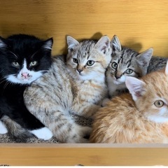 トライアル中　もみじちゃん🐱三毛猫パステル - 猫
