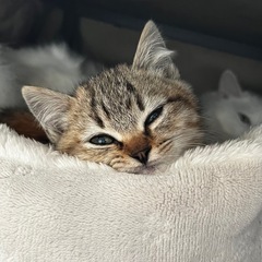 トライアル中　もみじちゃん🐱三毛猫パステル − 熊本県