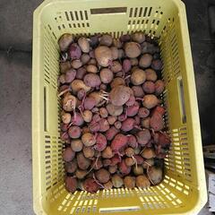 じゃがいも　種芋に　塩尻市