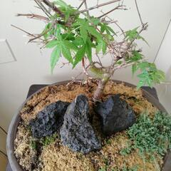 モミジの盆栽です