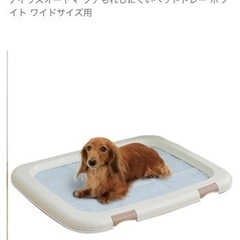 ペットトレー　ワイドの画像