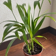 室内観葉植物 熱帯風情　