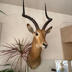 インパラ　剥製　ハンティングトロフィーの画像
