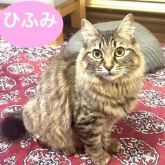 3/915土曜日　譲渡会in溝の口駅　子猫から大人猫まで