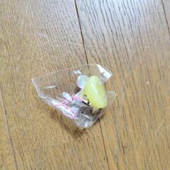 ストラップの画像