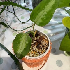 観葉植物　2鉢アグラオネマ　ピクタムトリカラー　子株 