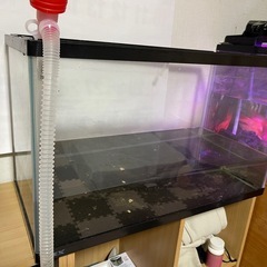 2つ水槽の画像