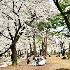 😊🌸19名参加🌸😊4/5土11:00✨お花見✨ - パーティー