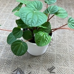 ペペロミアの画像
