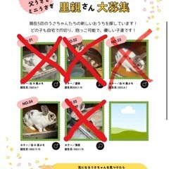 緊急！うさぎの里親さん募集