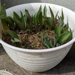 受け渡し予定者決定！　チューリップ　球根　鉢　植木鉢　の画像