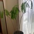 ランキングキーワードに紐づく投稿画像-観葉植物