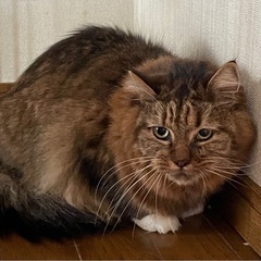 まだ人馴れ訓練中の長毛綺麗なムクちゃん！ - 安曇野市