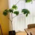 ランキングキーワードに紐づく投稿画像-観葉植物