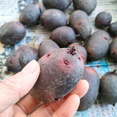 【種芋】ジャガイモ（デストロイヤー）の画像