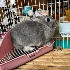 ウサギ　ネザーランド　ドワーフ