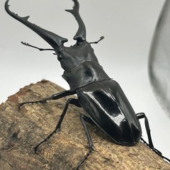 ダイスケギラファノコギリクワガタ　ペア　ギラファ亜種　大型血統の画像