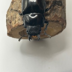 ダイスケギラファノコギリクワガタ　ペア　ギラファ亜種　大型血統の画像