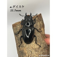 ダイスケギラファノコギリクワガタ　ペア　ギラファ亜種　大型血統の画像