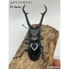 ダイスケギラファノコギリクワガタ　ペア　ギラファ亜種　大型血統