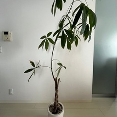 パキラ