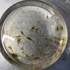 ②   ミナミヌマエビ30匹