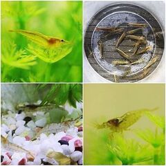 ミナミヌマエビ　150匹　約2～3cm　　メダカ水槽に入れれば残...