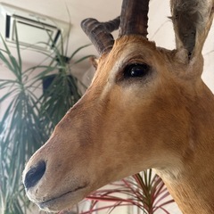 インパラ　剥製　ハンティングトロフィー インパラ 剥製 ハンティングトロフィー m55354494673_1.jpg