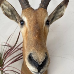 インパラ　剥製　ハンティングトロフィー インパラ 剥製 ハンティングトロフィー