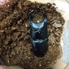 オオクワガタ　1ペア　訳あり成虫のおまけ付き