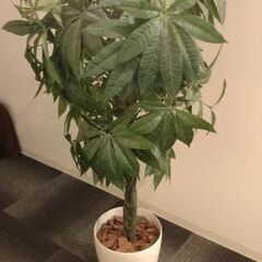 観葉植物(造花)
