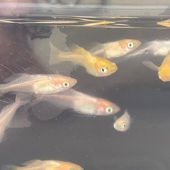 めだか・プラチナ牡丹の画像