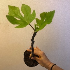 1年生イチジク