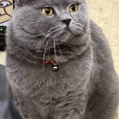 猫を探して下さい。