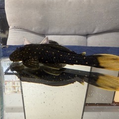 ゴールデンアンジェリカス12㎝ ブリード個体