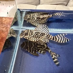 ダークエビルぺコルティアペア