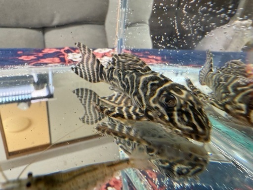 ダークエビルぺコルティアペア