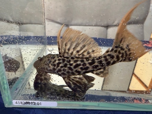 スーパータイタニックトリムプレコ12㎝
