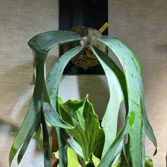 観葉植物 ビカクシダ   