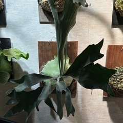 観葉植物 ビカクシダ