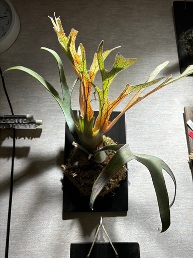 観葉植物 ビカクシダ ベイチー