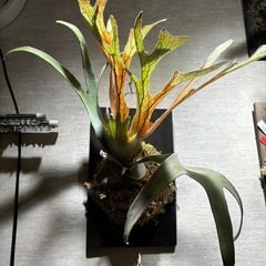 観葉植物 ビカクシダ ベイチー
