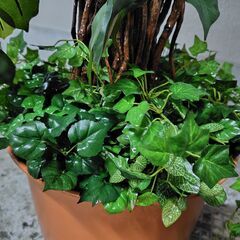 フェイクグリーン(造花・人工観葉植物)、高さ200センチ、15号...